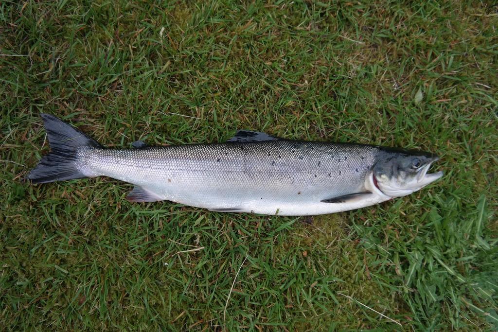 Holmset Camping And Fishing Namdalseid Екстериор снимка